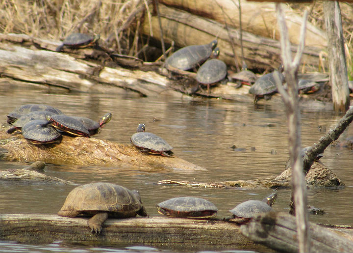 Midland Painted Turtles